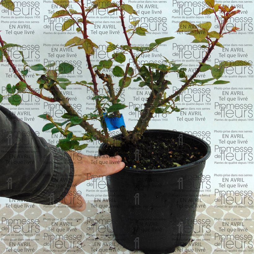 Example of Rosa Generosa Bruno Perpoint 4L/5L pot specimen as delivered