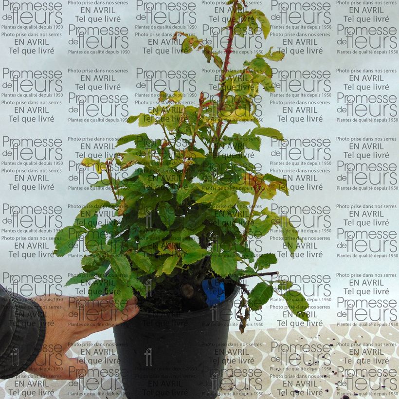 Example of Rosa Generosa Chantal Mérieux 4L/5L pot specimen as delivered