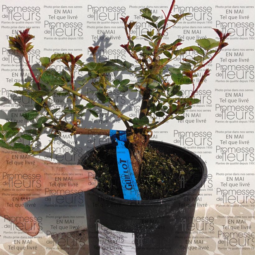 Example of Rosa Generosa Chantal Thomass - Shrub Rose specimen as delivered