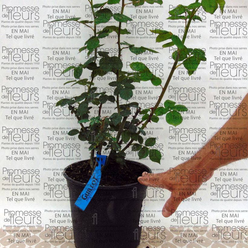 Example of Rosa Generosa Charles de Nervaux - Shrub Rose 4L/5L pot specimen as delivered