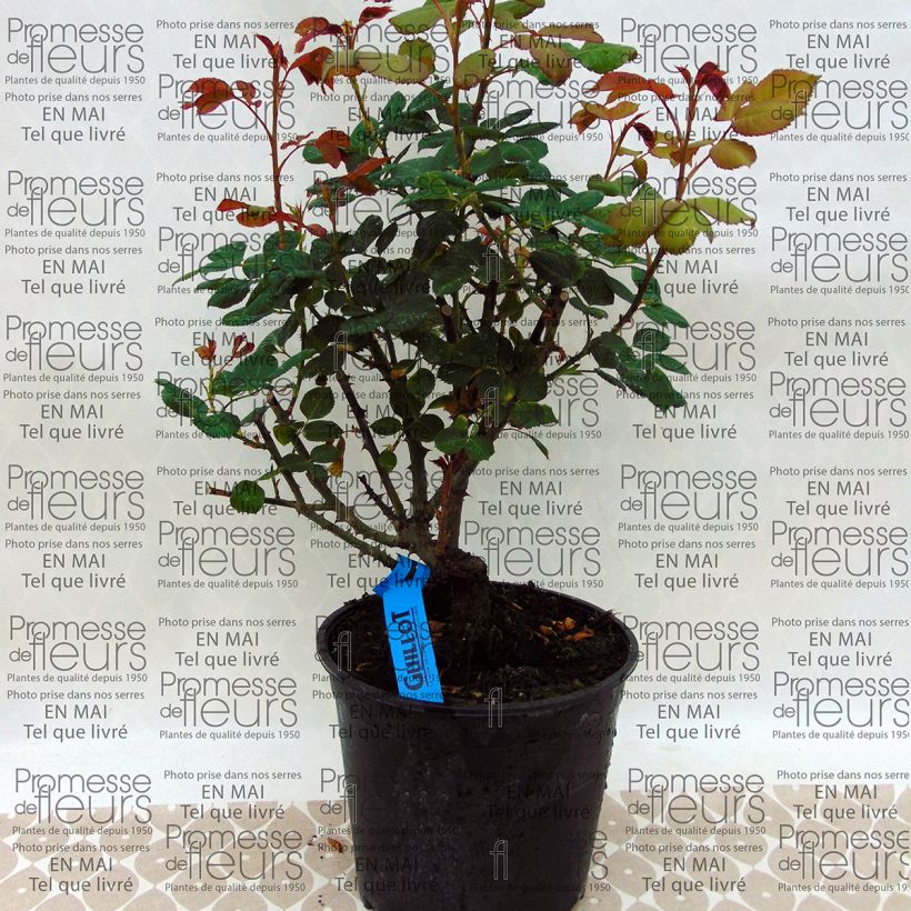 Example of Rosa Generosa Elodie Gossuin 4L/5L pot specimen as delivered