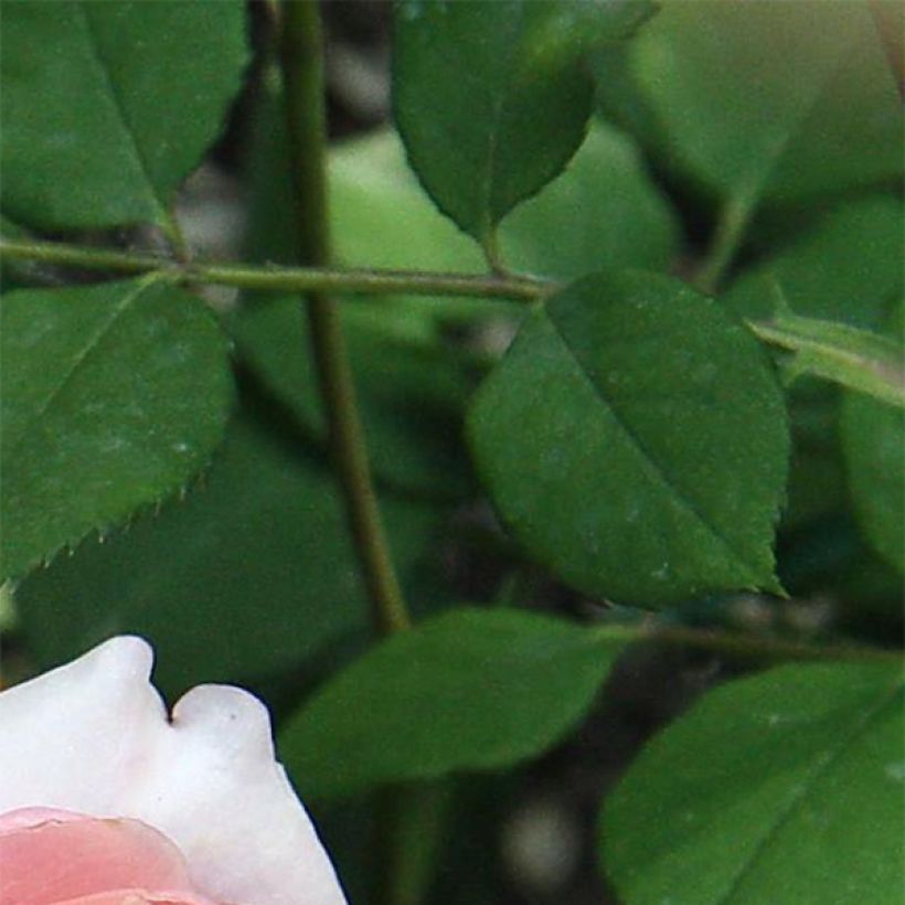 Rosa Generosa - 'Festival des Jardins de Chaumont' - Shrub Rose (Foliage)