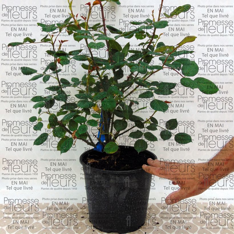 Example of Rosa Generosa - 'Festival des Jardins de Chaumont' - Shrub Rose 4L/5L pot specimen as delivered