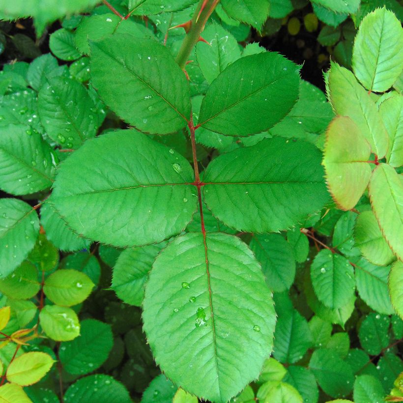 Rosa Generosa - 'Guy Darmet' - Shrub Rose (Foliage)