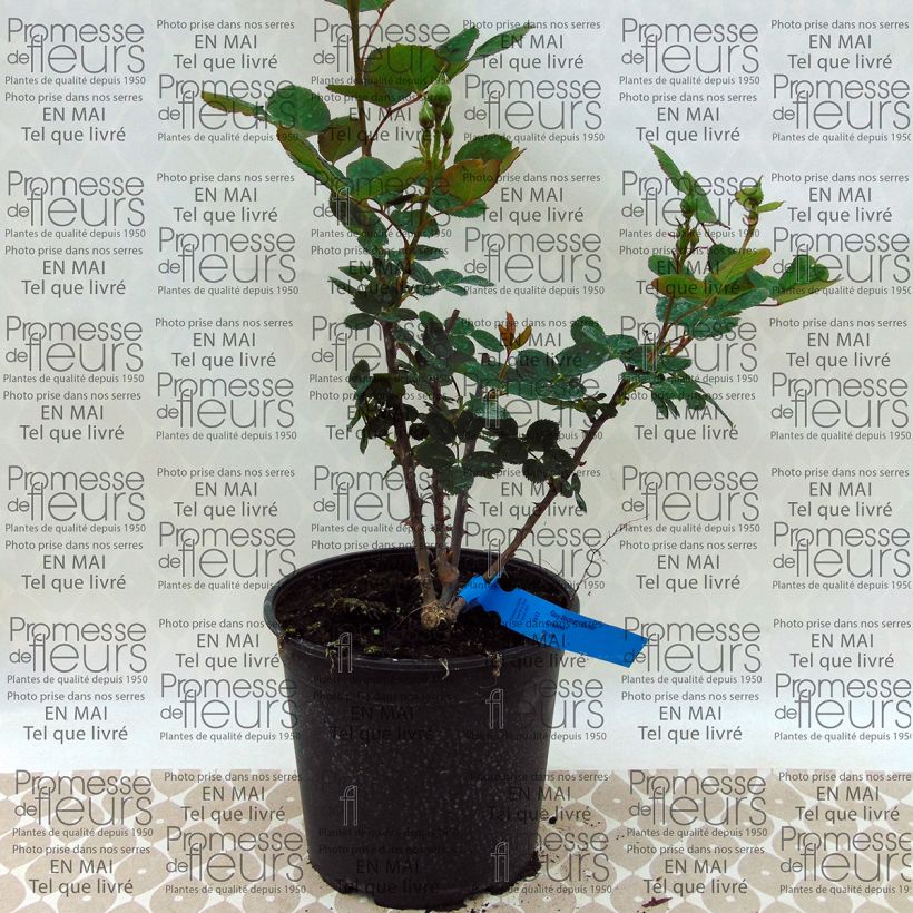 Example of Rosa Generosa - 'Guy Darmet' - Shrub Rose specimen as delivered
