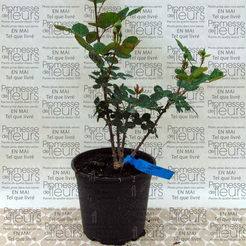 Example of Rosa Generosa - 'Guy Darmet' - Shrub Rose 4L/5L pot specimen as delivered