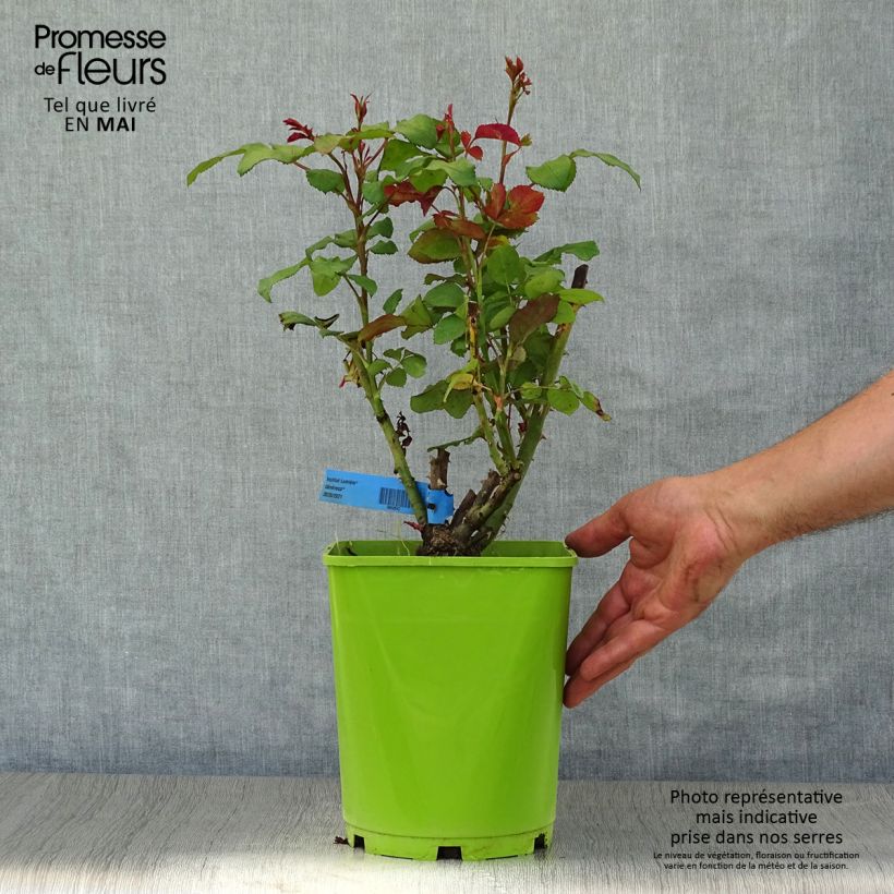 Rosa Generosa - 'Institut Lumière'  4L/5L pot sample as delivered in spring