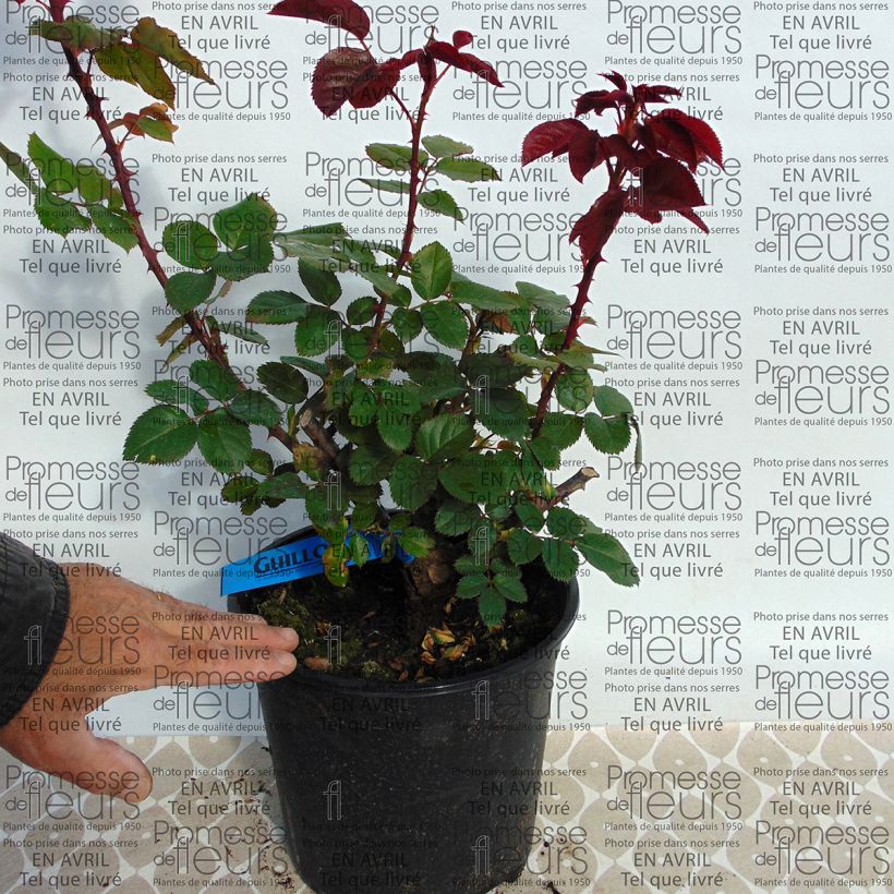 Example of Rosa Generosa 'L'Ami des Jardins' - Shrub Rose 4L/5L pot specimen as delivered