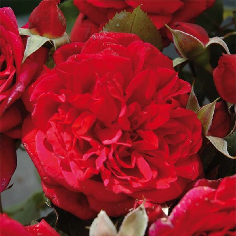Rosa Generosa 'L'Ami des Jardins' - Shrub Rose (Flowering)