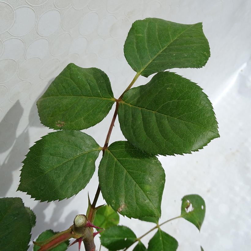 Rosa Generosa - 'Laurent Cabrol' - Shrub Rose (Foliage)