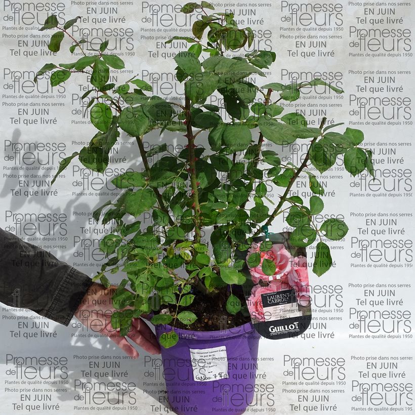 Example of Rosa Generosa - 'Laurent Cabrol' - Shrub Rose 4L/5L pot specimen as delivered
