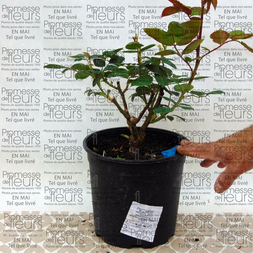Example of Rosa Generosa 'Michel Jonasz' Shrub Rose 4L/5L pot specimen as delivered
