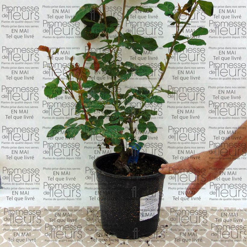 Example of Rosa Generosa Morabito - Shrub Rose 4L/5L pot specimen as delivered