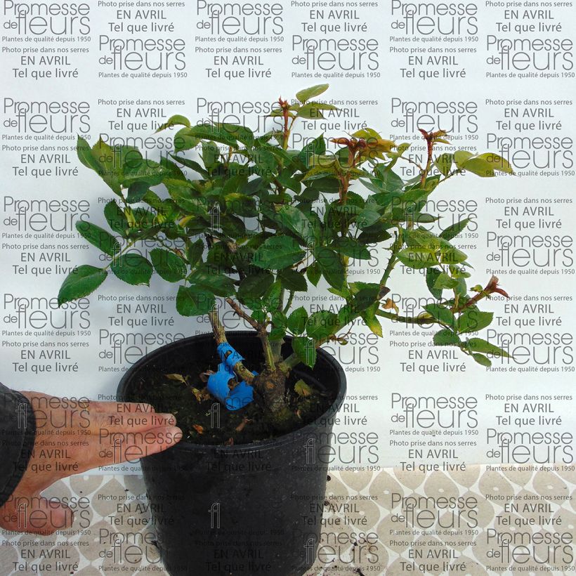 Example of Rosa Generosa Nicole Mioulane 4L/5L pot specimen as delivered