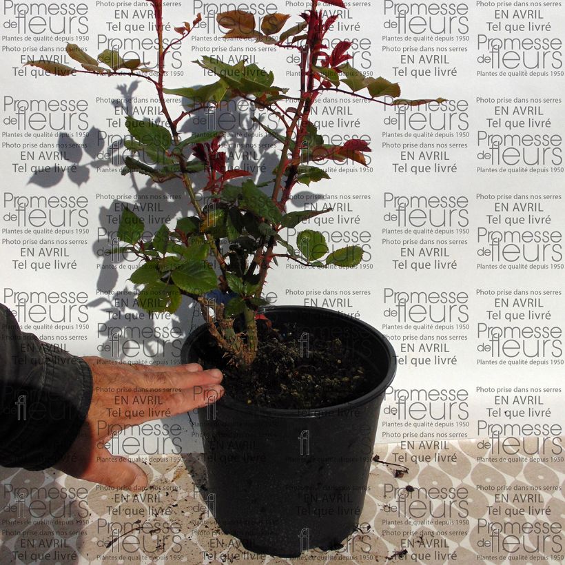 Example of Rosa Generosa Prix PJ Redouté - Hybrid Tea Rose 4L/5L pot specimen as delivered