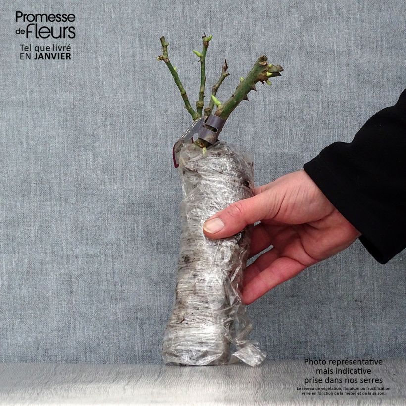 Rosa Generosa Rosomane Janon - Shrub Rose Wrapped bare root sample as delivered in winter