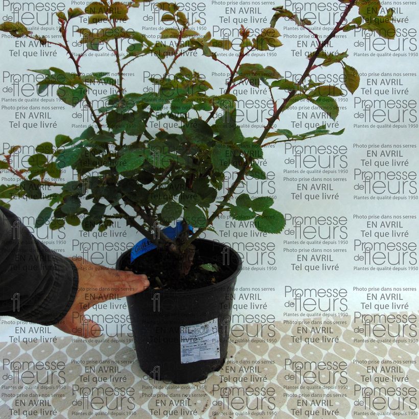 Example of Rosa Generosa Rosomane Janon - Shrub Rose 4L/5L pot specimen as delivered
