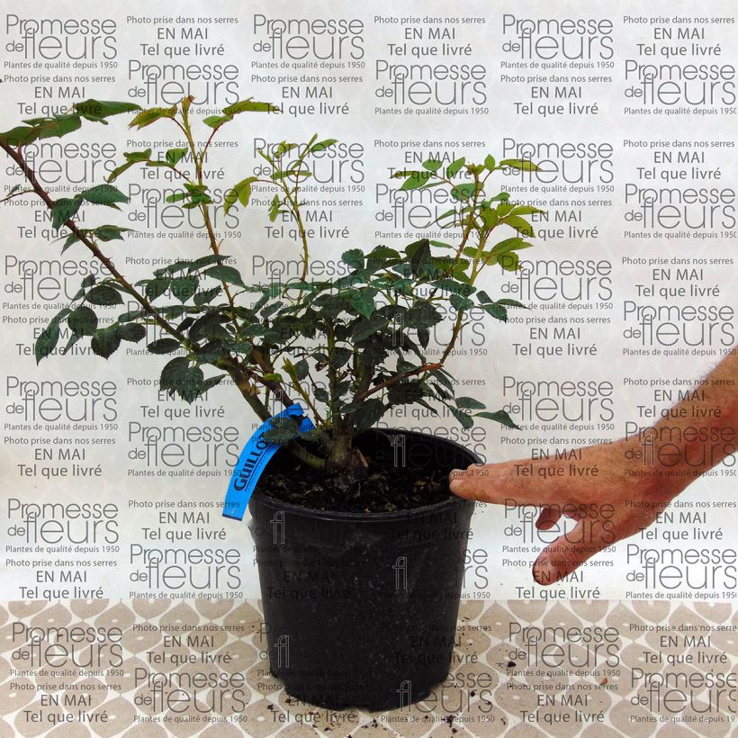Example of Rosa Generosa 'Sonia Rykiel' - Shrub Rose 4L/5L pot specimen as delivered