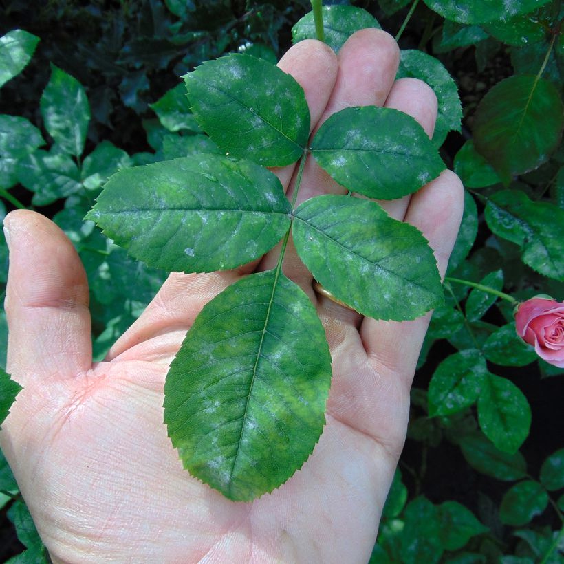 Rosa Generosa William Christie (Foliage)
