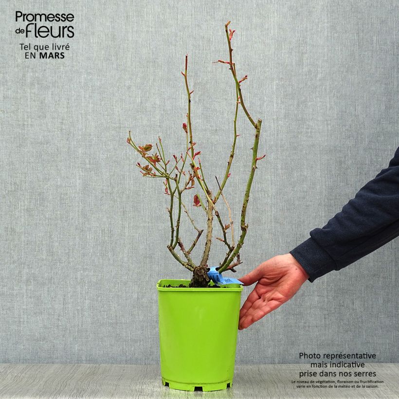 Rosa Generosa William Christie 4L/5L pot sample as delivered in winter