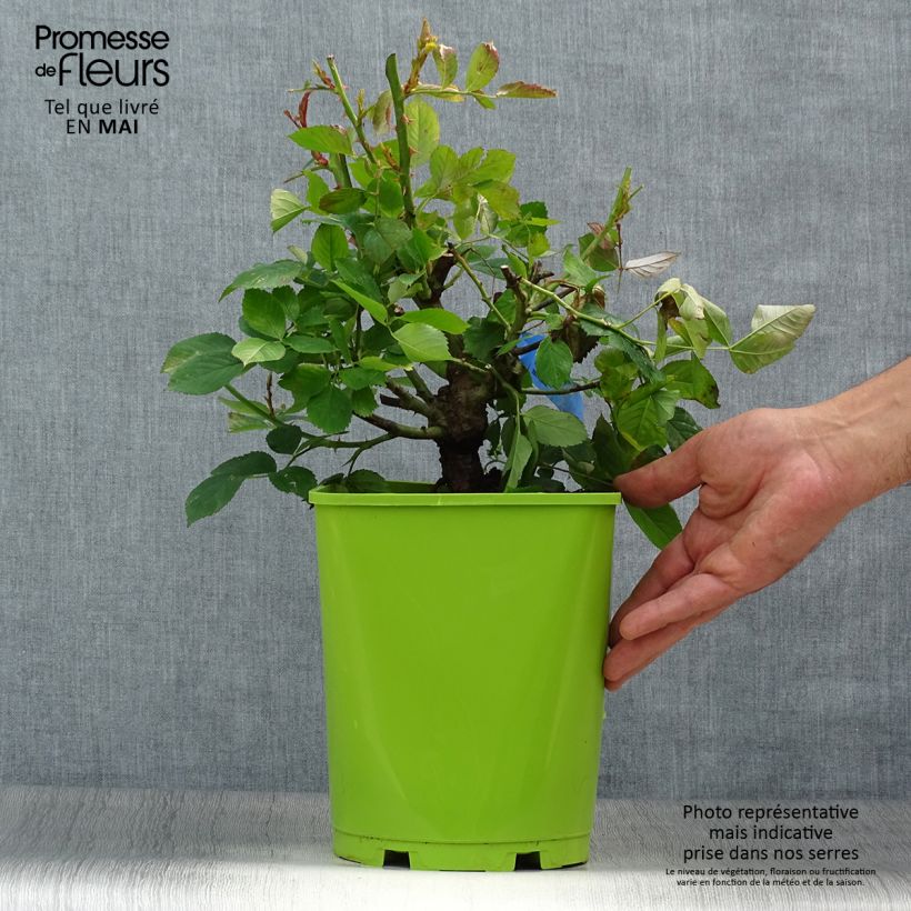 Rosa Generosa William Christie 4L/5L pot sample as delivered in spring