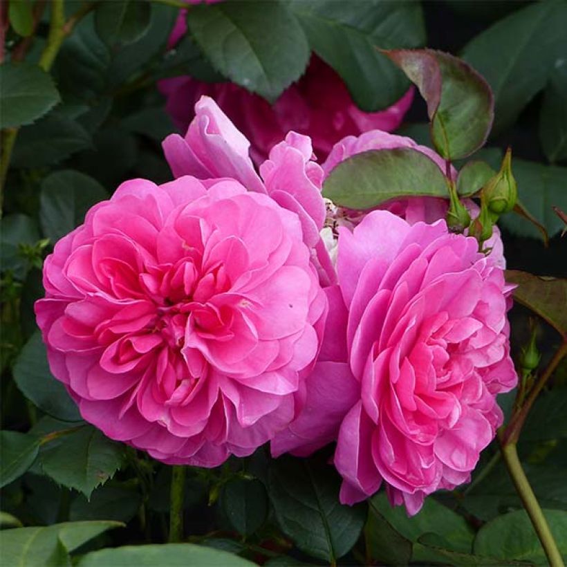 Rosa 'Allegro' - Climbing Rose (Flowering)