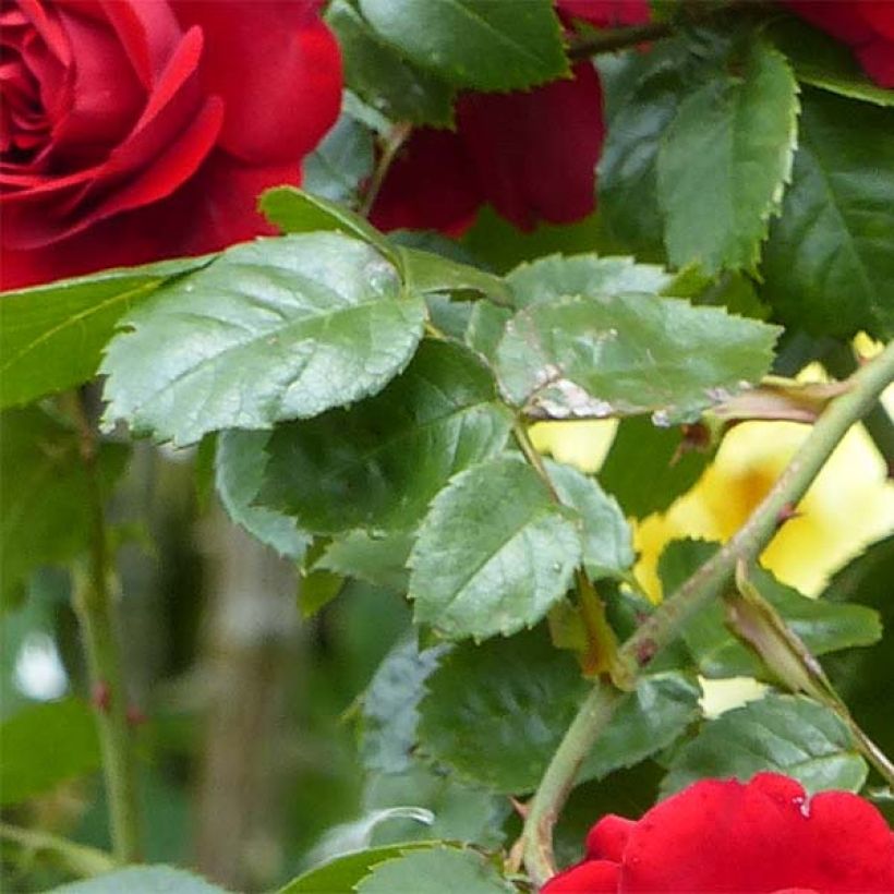 Rosa 'Amadeus' - Climbing Rose (Foliage)