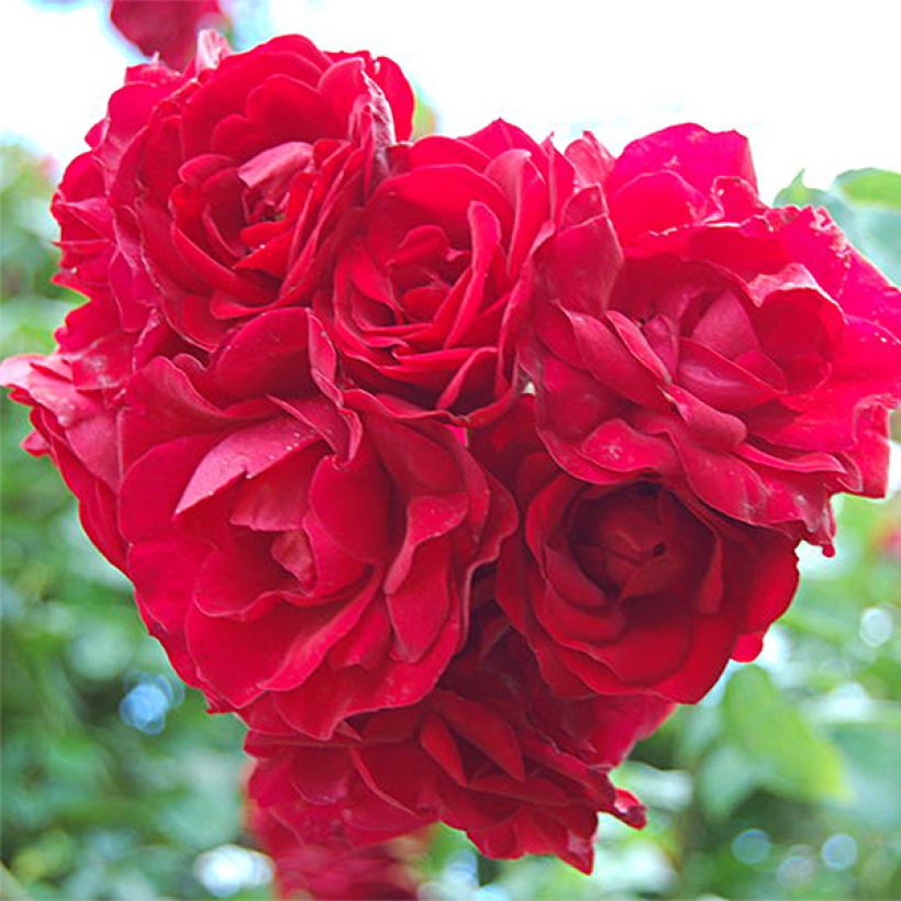 Rosa 'Amadeus' - Climbing Rose (Flowering)