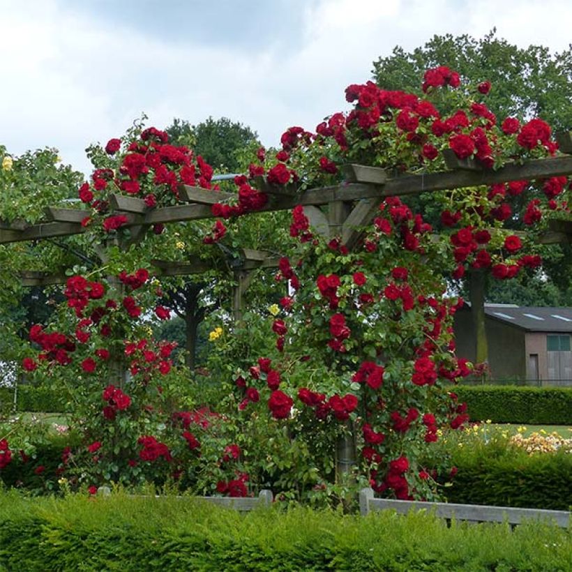 Rosa 'Amadeus' - Climbing Rose (Plant habit)