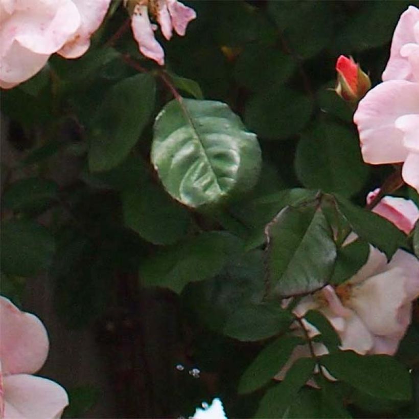 Rosa x floribunda Clair Matin  - Climbing Rose (Foliage)