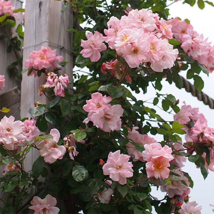 Rosa x floribunda Clair Matin  - Climbing Rose (Flowering)