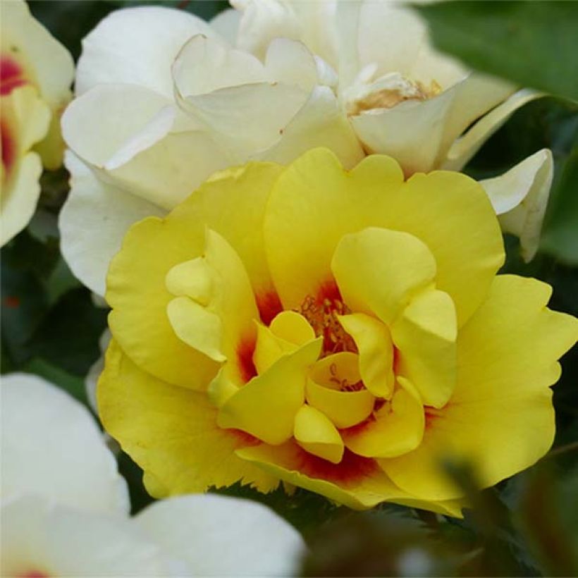 Rosa 'Eyeconic' - Climbing Rose (Flowering)