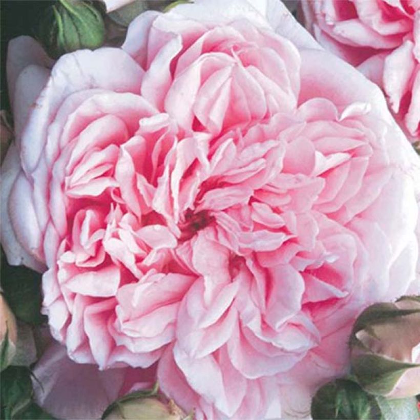 Rosa 'Times Past' - Climbing Rose (Flowering)