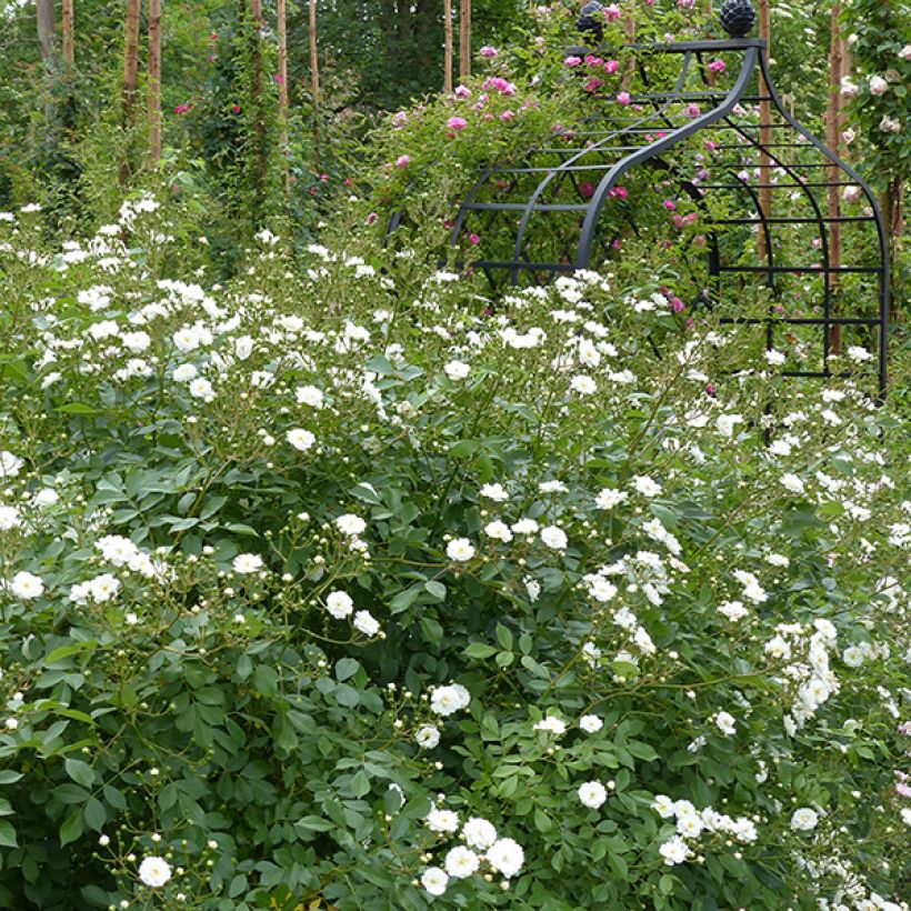 Rosa Guirlande d'Amour - Climbing Rose (Plant habit)