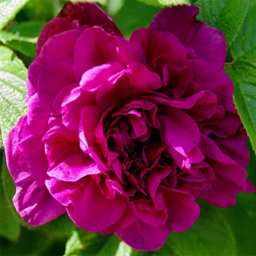 Rosa x rugosa 'Hansa' - Rugosa Rose (Flowering)