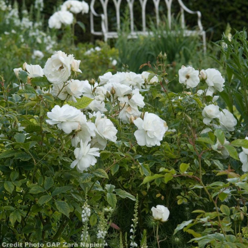 Rosa 'Fée des neiges' (Iceberg) - Shrub Rose (Flowering)