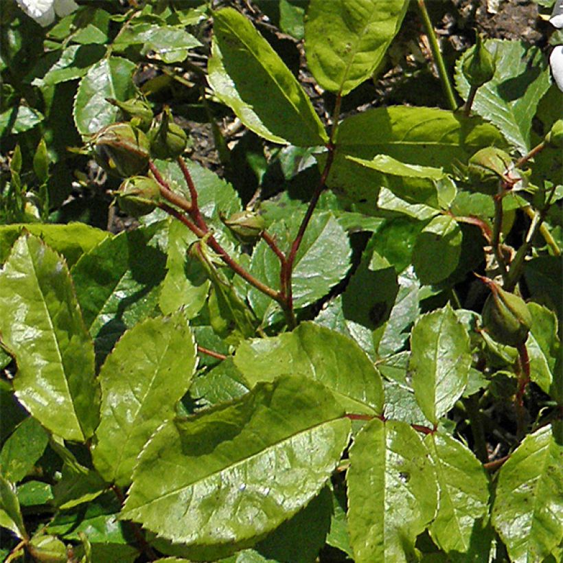 Rosa 'Irene of Denmark' - Polyantha Rose (Foliage)