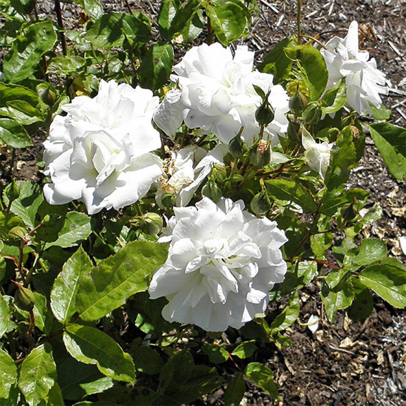 Rosa 'Irene of Denmark' - Polyantha Rose (Flowering)