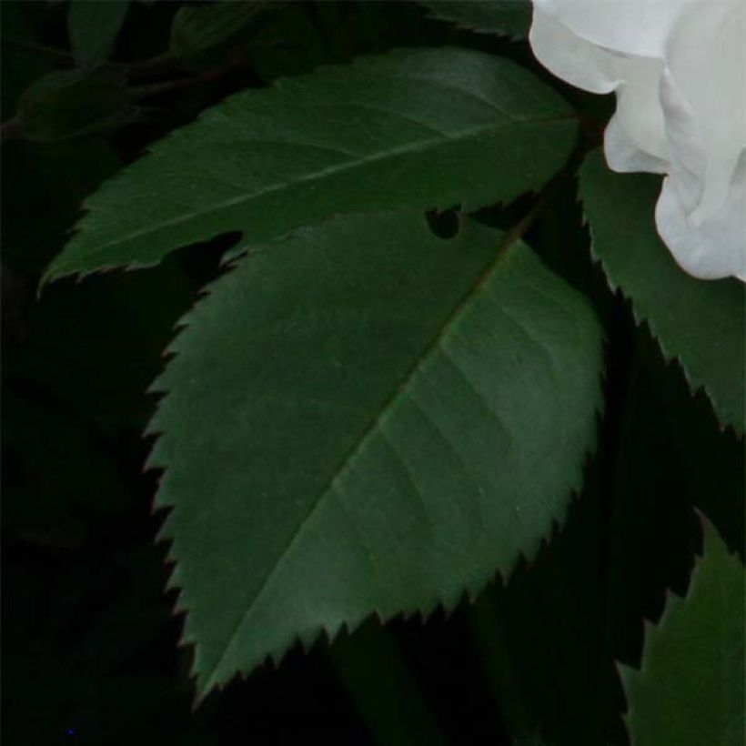 Rosa Jacqueline du Pré - Hybrid Tea (Foliage)