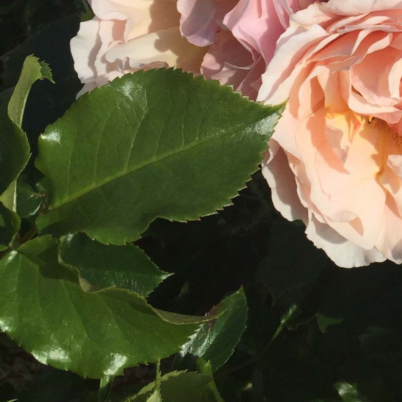 Rosa Jardin des Tuileries - Hybrid Tea Rose (Foliage)