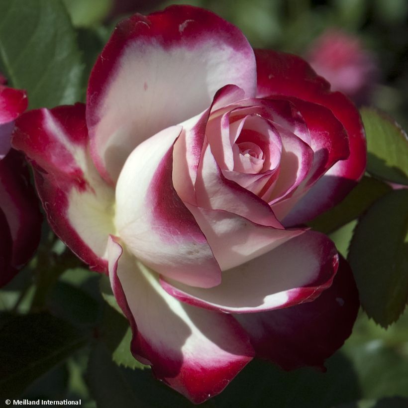 Rosa x floribunda Jubilé du Prince de Monaco - Floribunda Rose (Flowering)