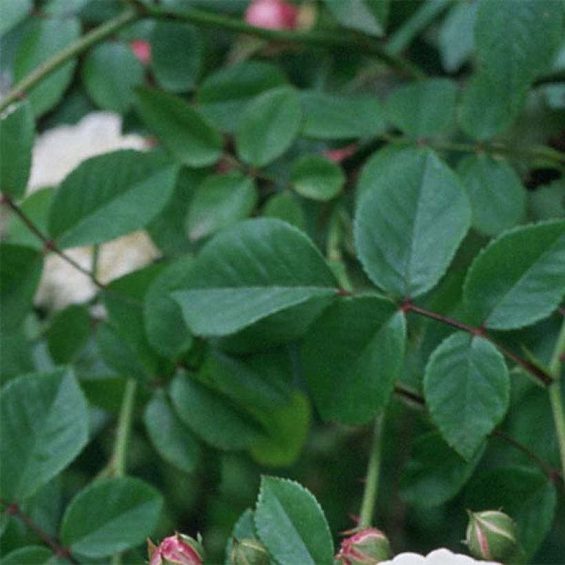 Rosa Felicité et Perpétue - Climbing Rose (Foliage)