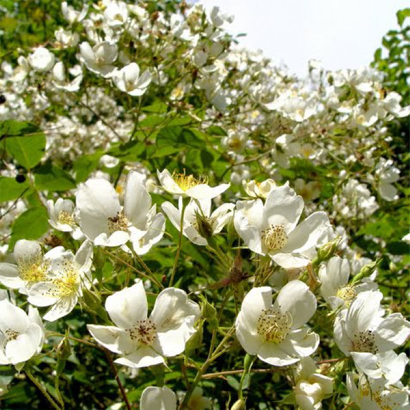 Rosa filipes 'Kiftsgate' - Rambling Rose (Flowering)