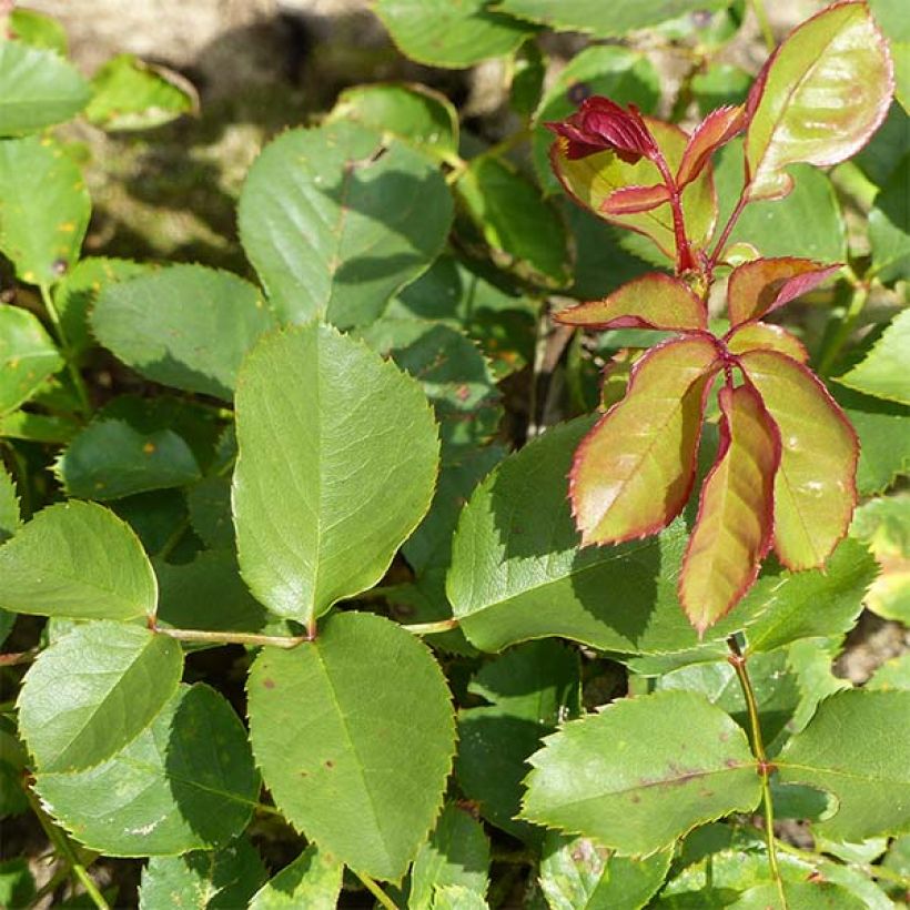 Rosa x floribunda Lili Marleen (Foliage)