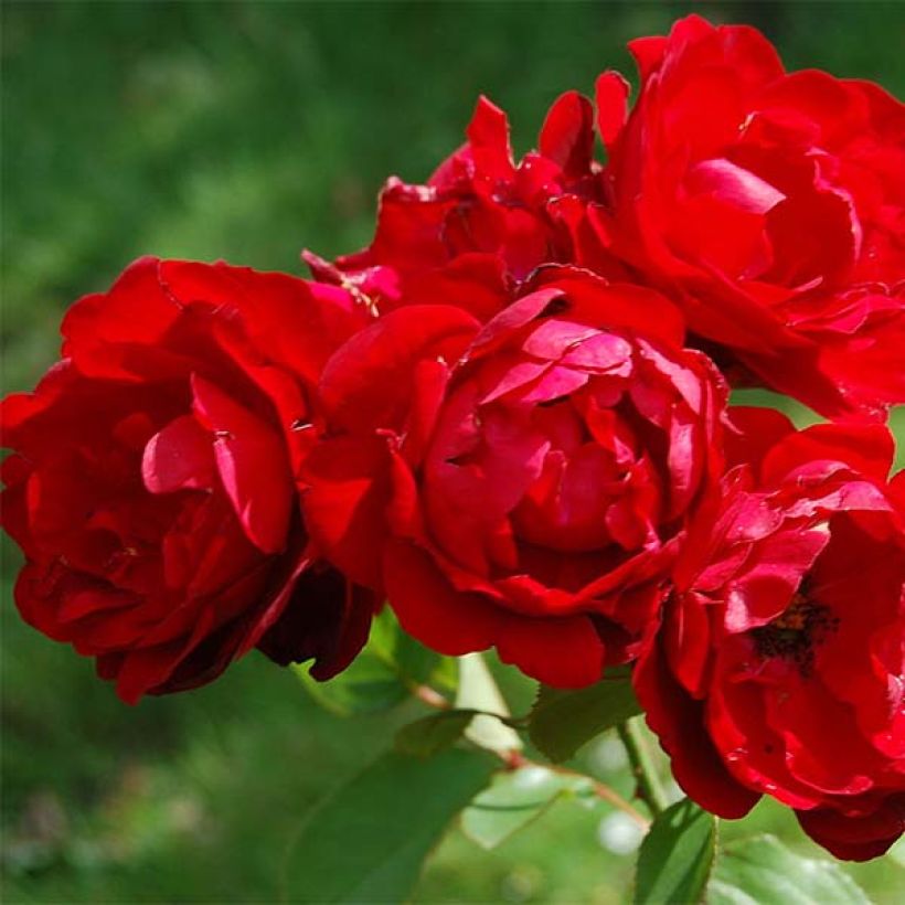 Rosa x floribunda Lili Marleen (Flowering)