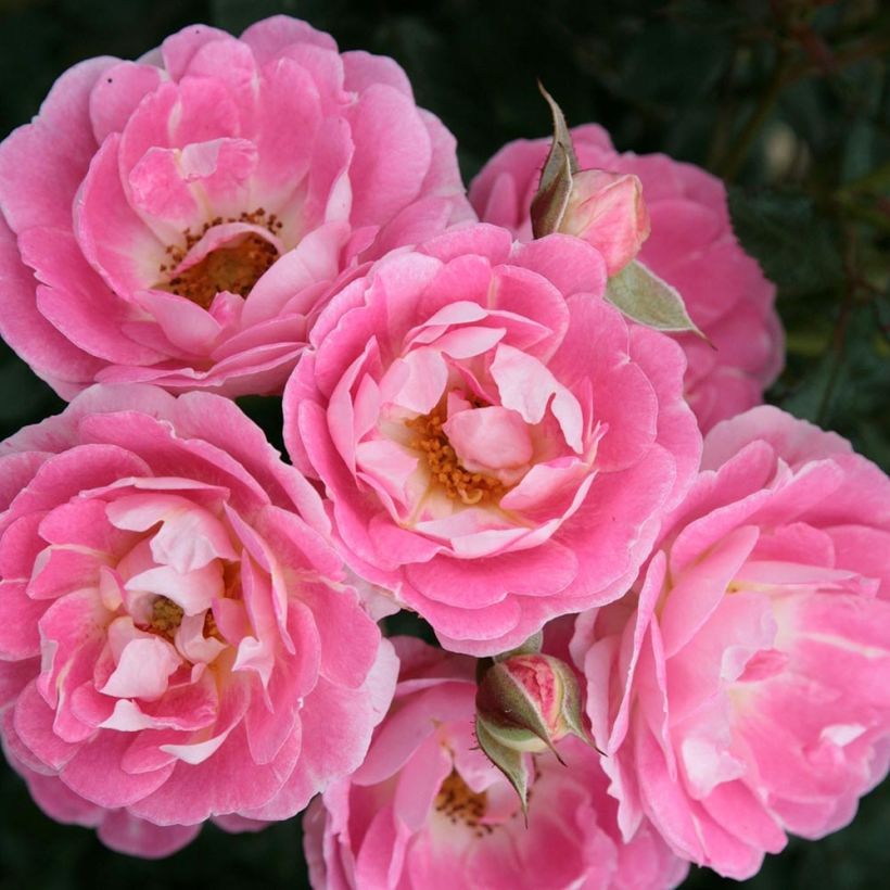 Rosa Lilliputs - Flirt 2011 - Miniature Rose (Flowering)