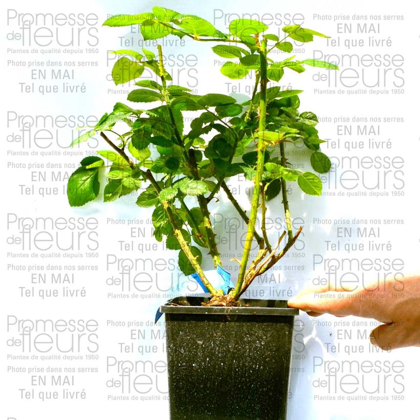 Example of Rosa Generosa - 'Maison Française' - Shrub Rose 4L/5L pot specimen as delivered