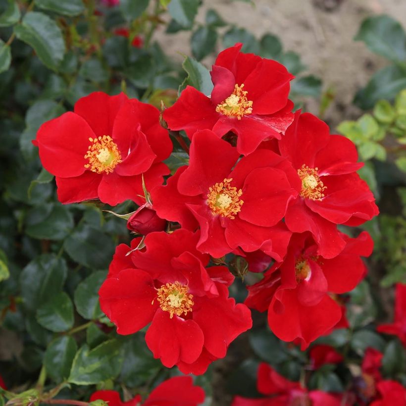 Rosa 'Alexander von Humboldt' - Shrub Rose (Flowering)