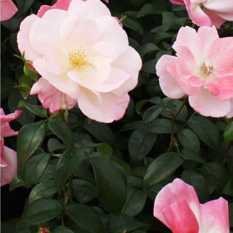 Rosa Nectar Garden Roseromantic (Foliage)