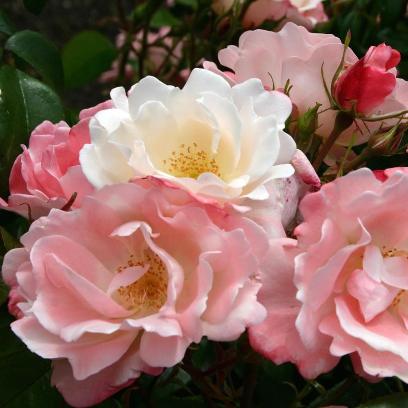 Rosa Nectar Garden Roseromantic (Flowering)